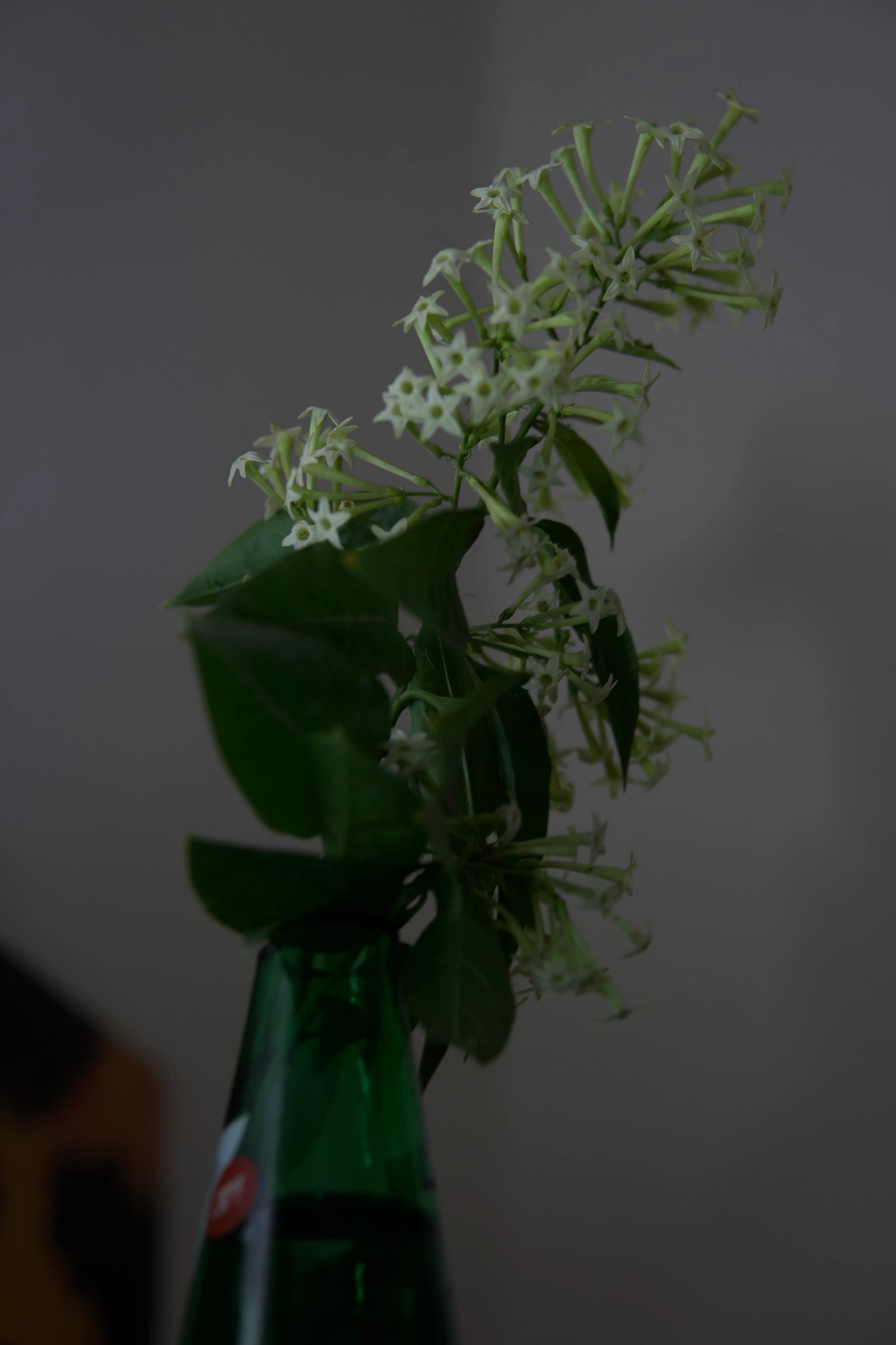 The Fragrance After Rain